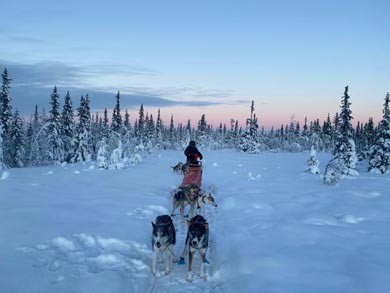 Dog Sledding & Northern Lights in Vindelfj&auml;llen | Photo: Sarah Walton