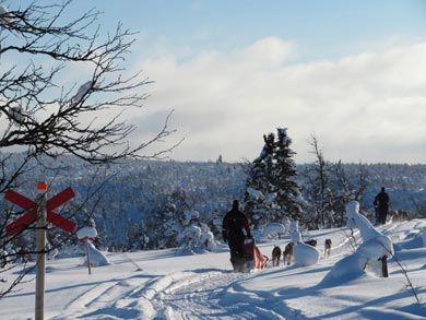 Dog Sledding & Northern Lights in Vindelfj&auml;llen | Photo: Kayleigh McMillan