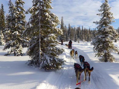 Dog Sledding & Northern Lights in Vindelfj&auml;llen | Photo: Bruce Dunlop