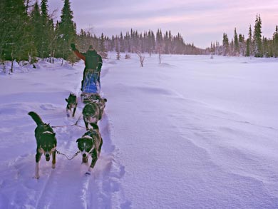 Dog Sledding & Northern Lights in Vindelfj&auml;llen | Photo: Sarah Hook
