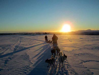 Dog Sledding & Northern Lights in Vindelfj&auml;llen | Photo: PK