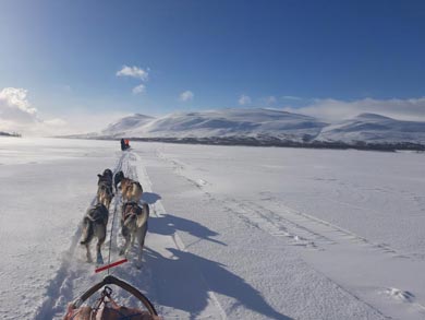 Wilderness Dogsled Adventure in Vindelfj&auml;llen | Photo: Monika Schwage