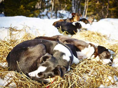 Wilderness Dogsled Adventure in Vindelfj&auml;llen | Photo: PK
