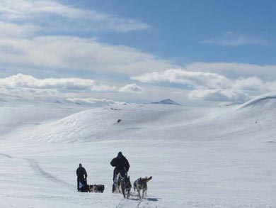 Wilderness Dogsled Adventure in Vindelfj&auml;llen | Photo: PK