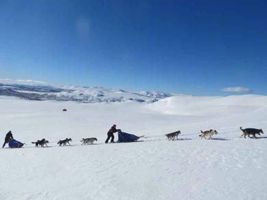 Wilderness Dogsled Adventure in Vindelfj&auml;llen | Photo: PK