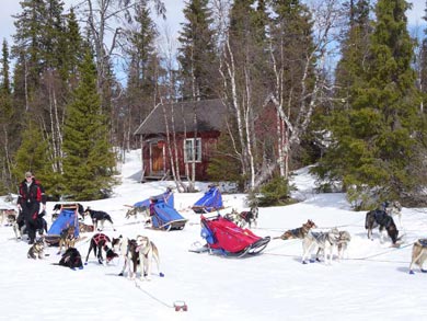 Wilderness Dogsled Adventure in Vindelfj&auml;llen | Photo: PK