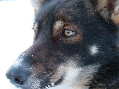 Wilderness Dogsled Adventure in Vindelfj&auml;llen | Photo: Kayleigh McMillan