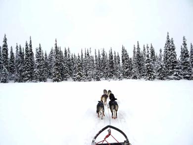 Wilderness Dogsled Adventure in Vindelfj&auml;llen | Photo: PK
