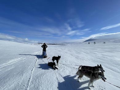 Wilderness Dogsled Adventure in Vindelfj&auml;llen | Photo: Chris Bryce
