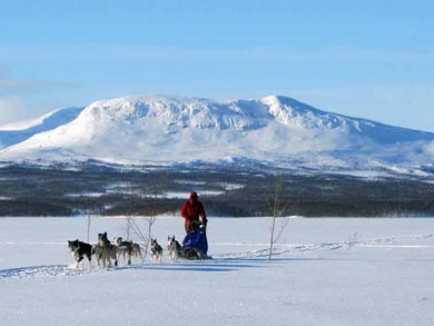 Wilderness Dogsled Adventure in Vindelfj&auml;llen | Photo: PK
