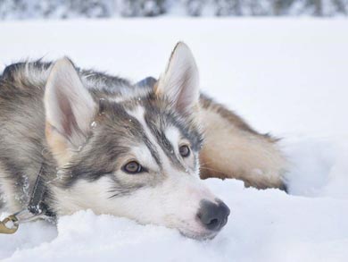 Wilderness Dogsled Adventure in Vindelfj&auml;llen | Photo: Sarah Hook