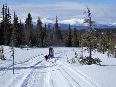 Wilderness Dogsled Adventure in Vindelfj&auml;llen | Photo: PK
