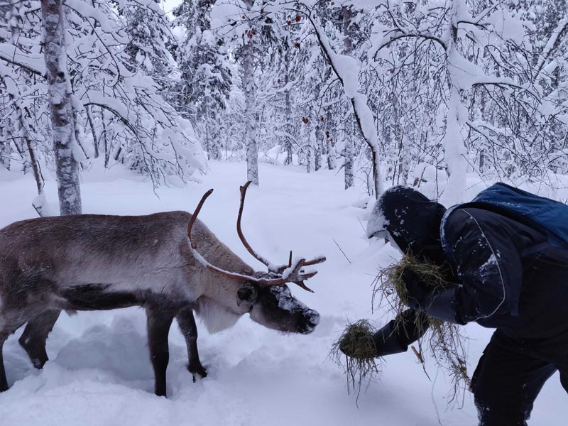 Feeding the reindeer | Photo: Siddarth Gupta