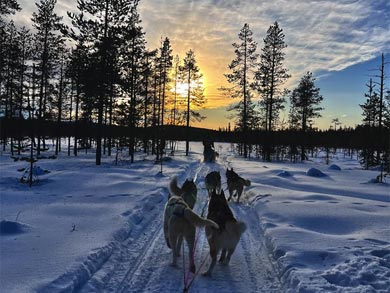 Husky sledding in the setting sun | Photo: RM