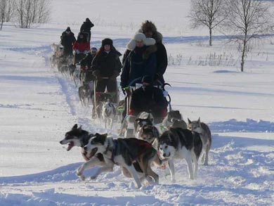 Driving your own dogsled | Photo: RM
