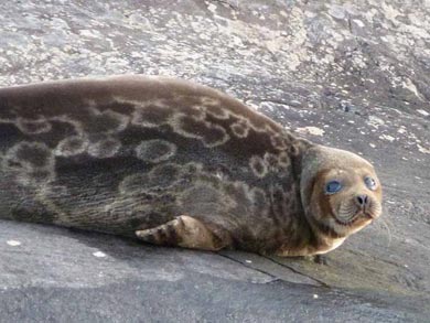 The area is home to the endangered Saimaa Ringed Seal | Photo: SEO