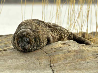 The area is home to the endangered Saimaa Ringed Seal | Photo: SEO