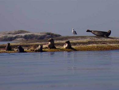 You have good chances to see seals during your kayak tour | Photo: J. Hermansson